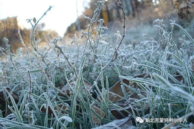 蒙特利尔四月飞雪！大雪寒风即将来袭，准备好冬衣雪铲！