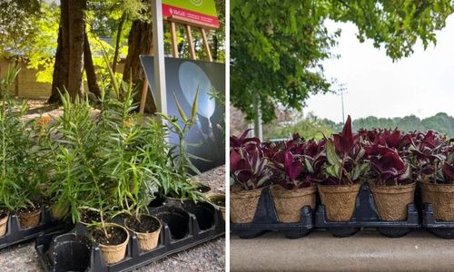 蒙特利尔麦吉尔大学 今明两天免费送植物