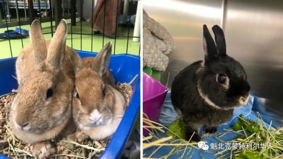 蒙特利尔SPCA寻求帮助 31只可爱兔子正在等待免费领养
