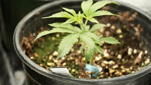 最高法院判决:魁北克省政府有权禁止家庭种植大麻