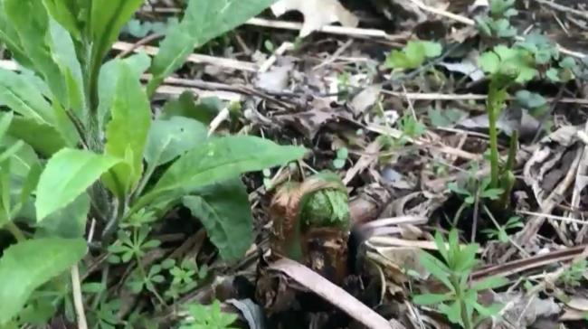 公园挖野菜!卖到/磅 被抓重罚3万刀
