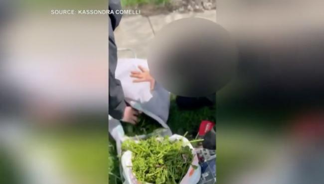 公园挖野菜!卖到/磅 被抓重罚3万刀