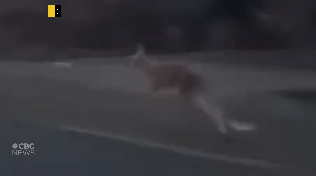 加拿大袋鼠公路狂飙 野外逍遥！狂殴警察！