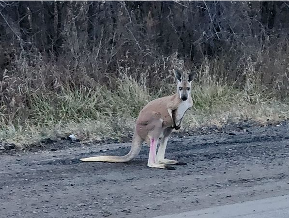 加拿大袋鼠公路狂飙 野外逍遥！狂殴警察！